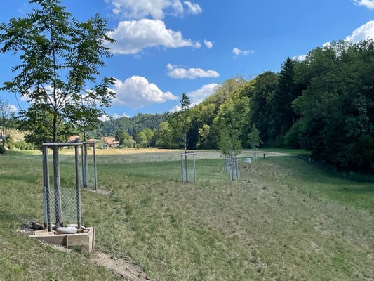 22. August 2022, Ansicht zweite Baumreihe an der Hangkante zum Diessbach