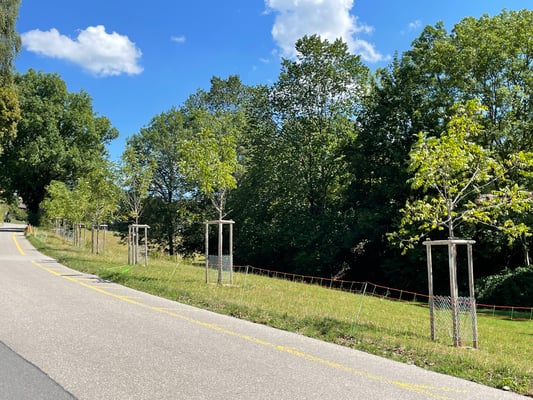 22. August 2022, Ansicht erste Baumreihe gegen Osten