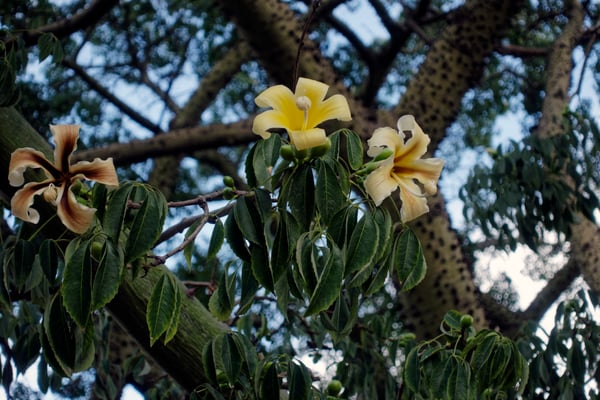 Stadtpark von Málaga