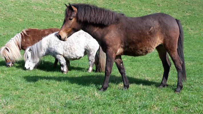 Mala mit Minishetty Nina und Zora