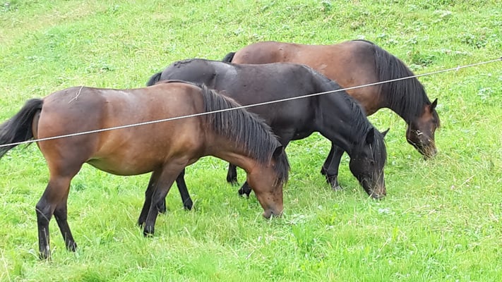 Auf der Alp im Gental