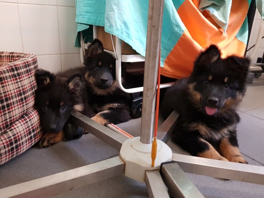 aus sicherer Distanz beobachten was geht