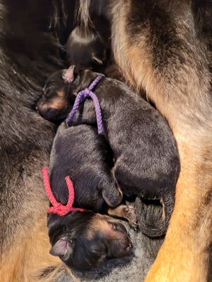 ganz nah beieinander wie im Bauch 
