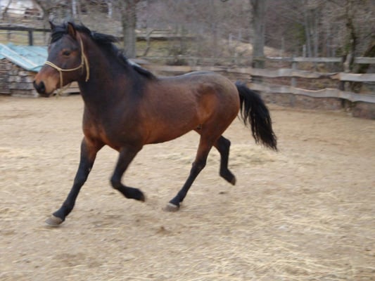 Durmitor, Vater von Prinz