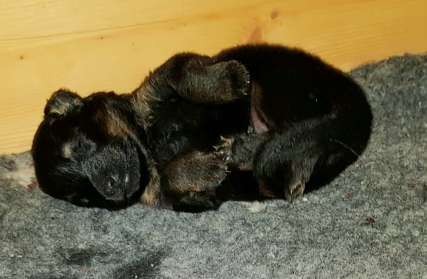 ein kleines Bärli zum verlieben