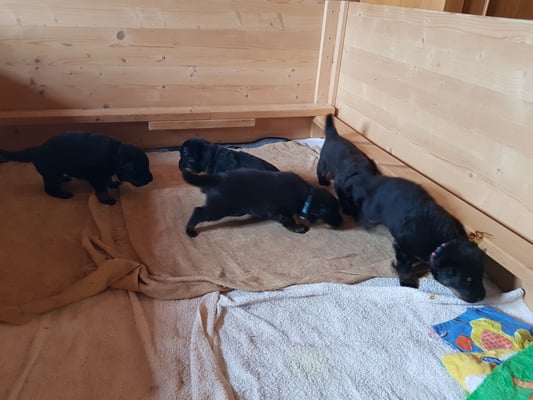 die Wurfbox ist noch gross genug zum erkunden