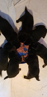 zum ersten Mal Nassfutter