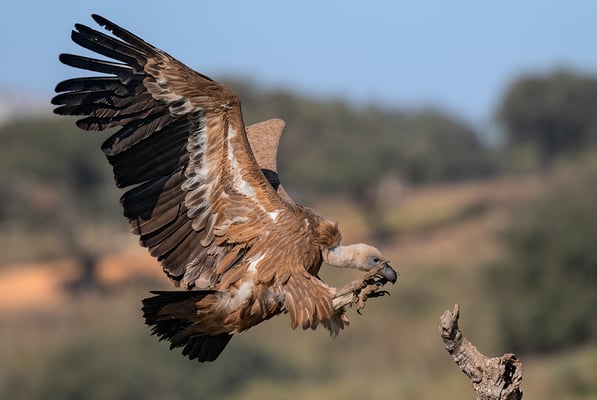 turismo activo ecoturismo altiplano granada observación aves buitre leonado