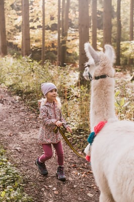Glücksmoment: Kind führt ein Alpaka durch den Wald