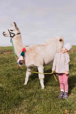 „Ruhiger Moment auf der Fresswiese – Natur pur
