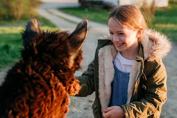 Kleine Hände, große Augen – erstes Kennenlernen mit dem Alpaka