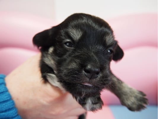 ハバニーズ ブリリアントハバニーズ 子犬