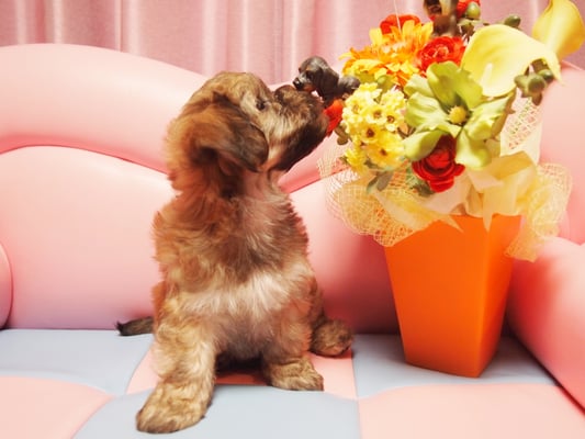 ハバニーズ ブリリアントハバニーズ 子犬