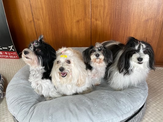 犬種：ハバニーズ　名前：