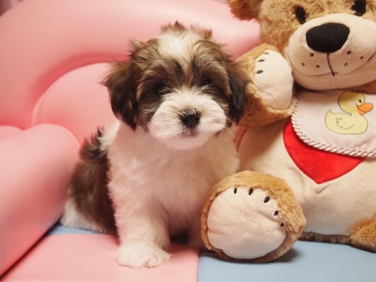 ハバニーズ ブリリアントハバニーズ 子犬