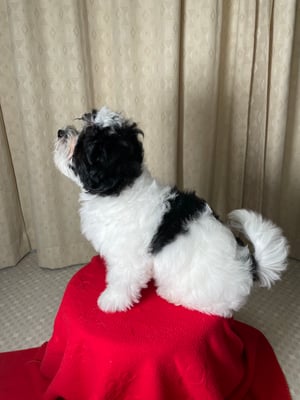 犬種：ハバニーズ　可愛い子犬　かわいい子犬　名前：音
