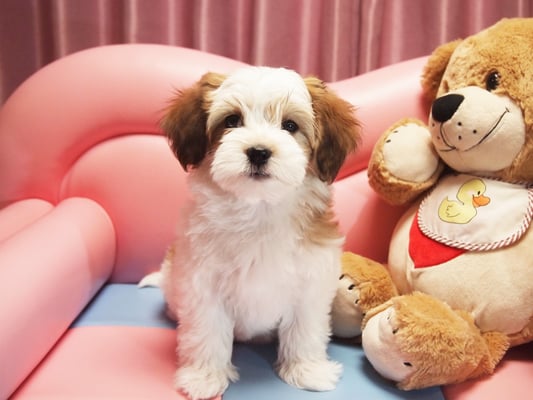 ハバニーズ ブリリアントハバニーズ 子犬