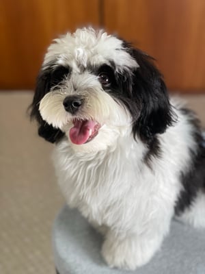 犬種：ハバニーズ　名前：ろく