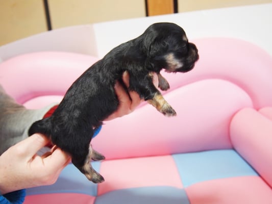 ハバニーズ ブリリアントハバニーズ 子犬