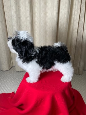 犬種：ハバニーズ　可愛い子犬　かわいい子犬　名前：ジャスティン　ブリリアントハバニーズ　