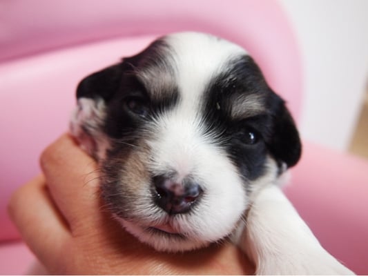 ハバニーズ ブリリアントハバニーズ 子犬