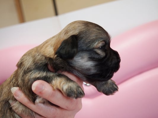 ハバニーズ ブリリアントハバニーズ 子犬