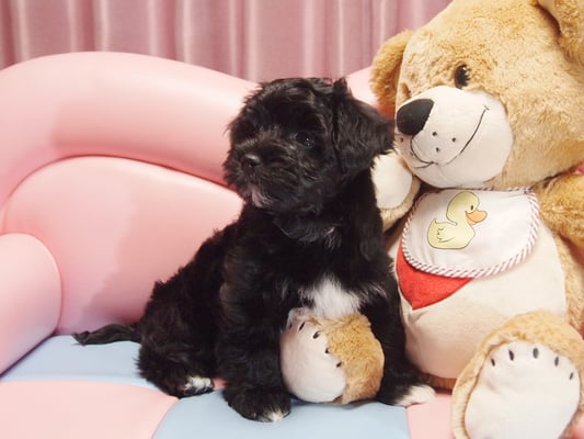 ハバニーズ ブリリアントハバニーズ 子犬