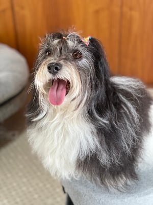 犬種：ハバニーズ　名前：蓮