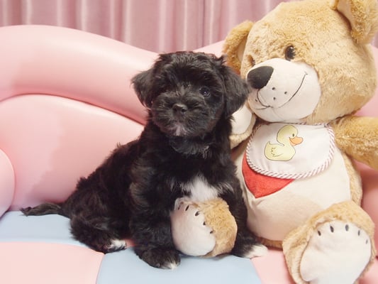 ハバニーズ ブリリアントハバニーズ 子犬