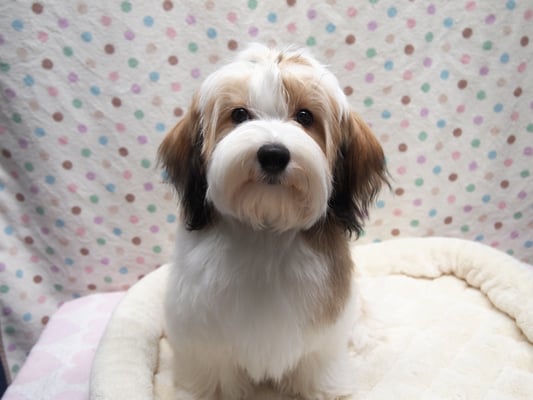 ハバニーズ ブリリアントハバニーズ 子犬