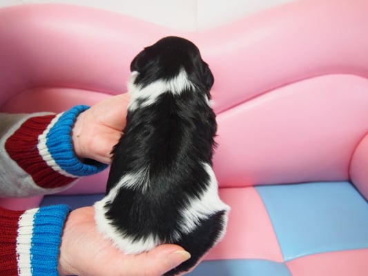 ハバニーズ ブリリアントハバニーズ 子犬