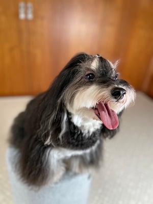 犬種：ハバニーズ　名前：展