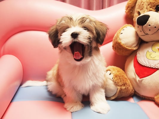 ハバニーズ ブリリアントハバニーズ 子犬