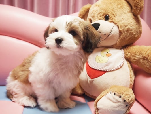 ハバニーズ ブリリアントハバニーズ 子犬