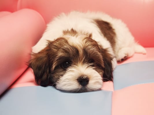 ハバニーズ ブリリアントハバニーズ 子犬