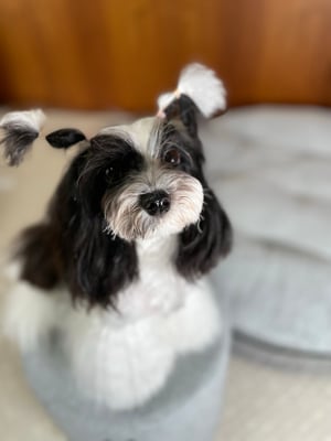 犬種：ハバニーズ　名前：シャンティ