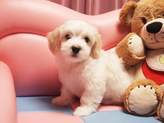 ハバニーズ ブリリアントハバニーズ 子犬