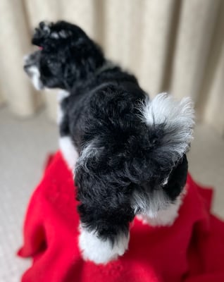 犬種：ハバニーズ　可愛い子犬　かわいい子犬　名前：エルマー　ブリリアントハバニーズ　