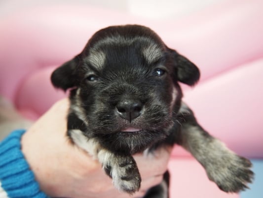 ハバニーズ ブリリアントハバニーズ 子犬