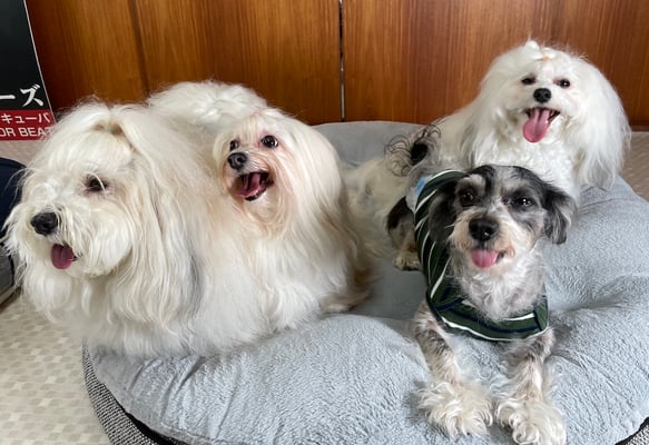 犬種：ハバニーズ　名前：