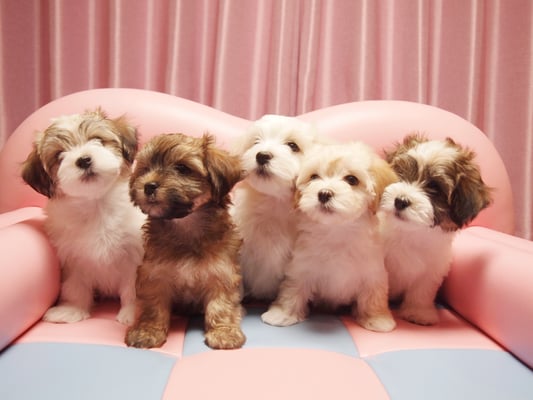 犬種：ハバニーズ　　子犬　2016年11月27日生まれ