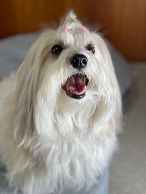 犬種：ハバニーズ　名前：ミルク