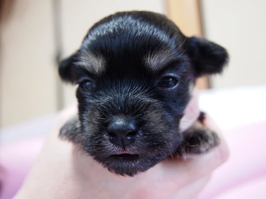 ハバニーズ ブリリアントハバニーズ 子犬