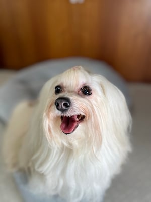 犬種：ハバニーズ　名前：のぞみ