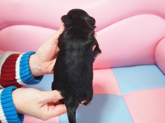 ハバニーズ ブリリアントハバニーズ 子犬