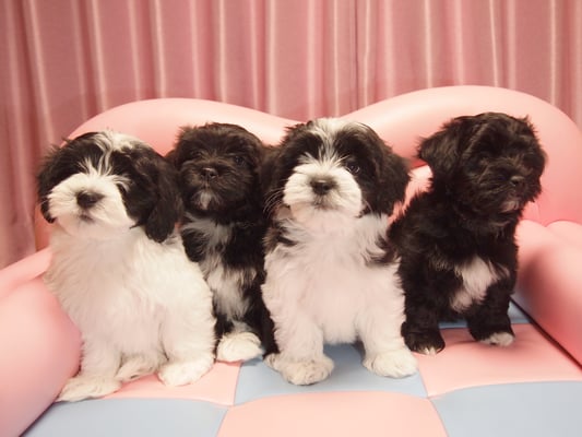 犬種：ハバニーズ　子犬　2016年11月20日生まれ