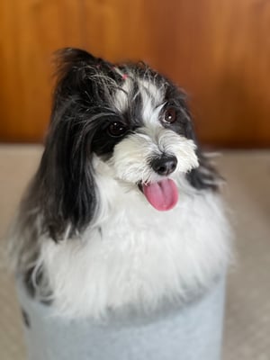 犬種：ハバニーズ　名前：ルーチェ