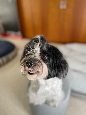 犬種：ハバニーズ　名前：クリスティ