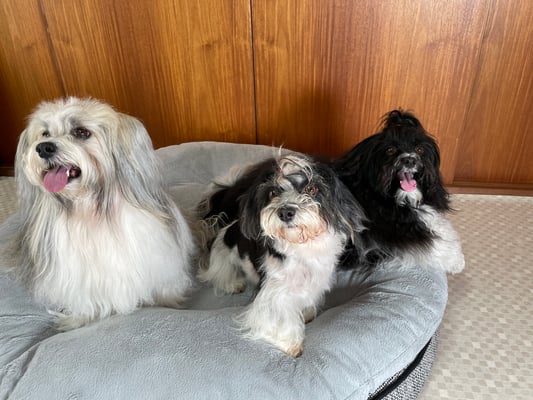 犬種：ハバニーズ　名前：仁、？、チャモ