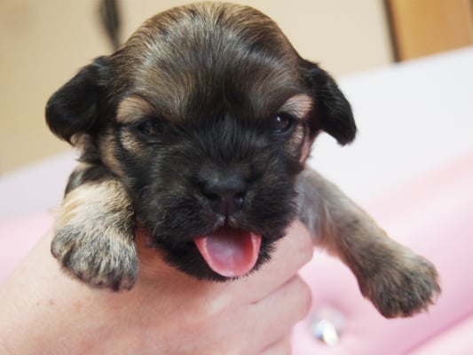 ハバニーズ ブリリアントハバニーズ 子犬